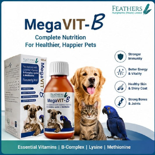 MegaVIT-B